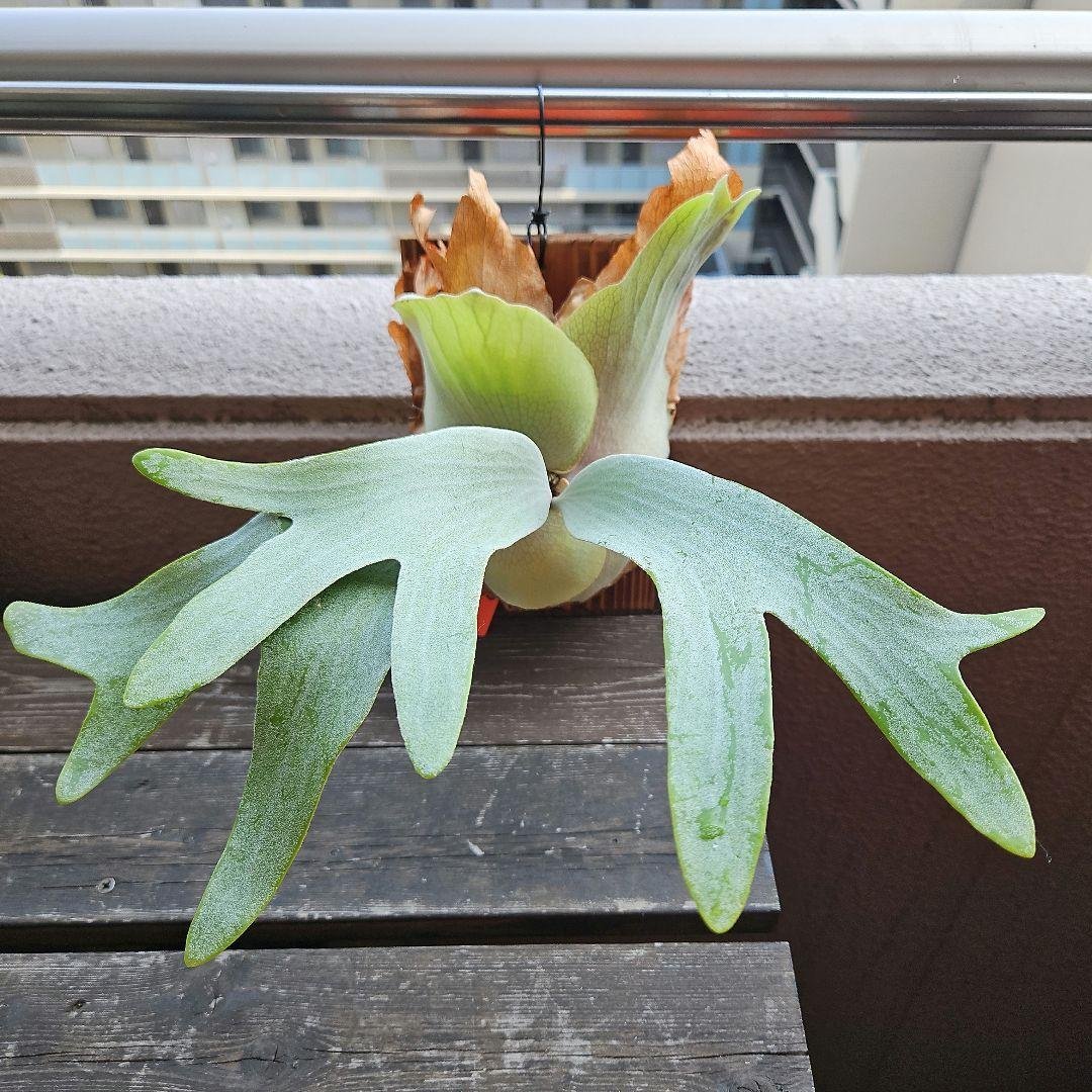 FSQ-S 胞子培養苗13　板③