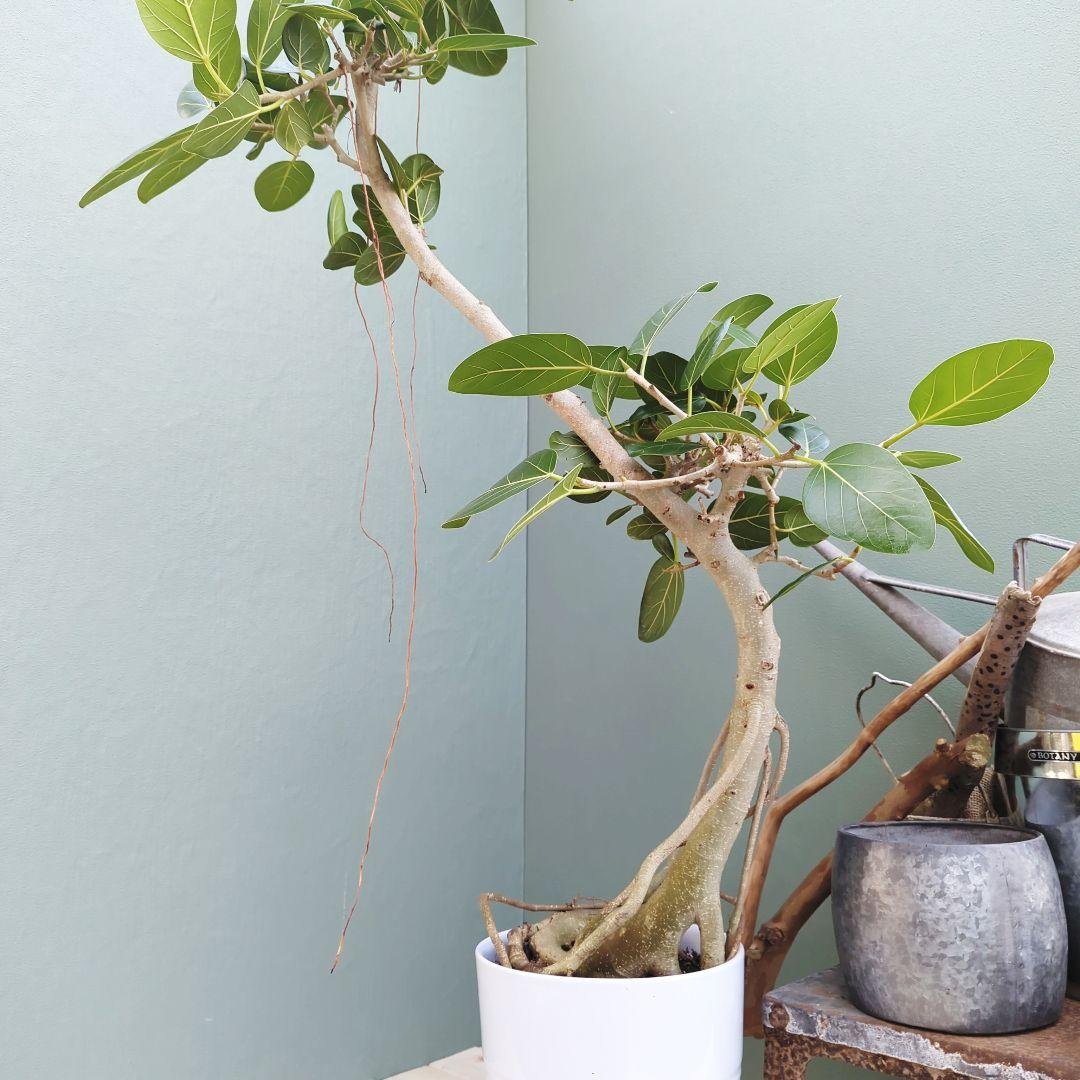 フィカス (現品) ベンガレンシス曲がり 根上り おしゃれ ８号